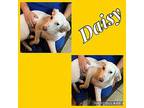 Daisy German Shorthaired Pointer Puppy Female
