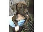 Charlize American Staffordshire Terrier Puppy Female