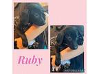Ruby German Shepherd Dog Puppy Female