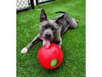 Midna 186-21 American Pit Bull Terrier Young Female