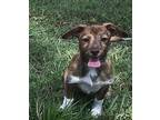 Pickles Jack Russell Terrier Puppy Male