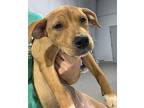 May Black Mouth Cur Puppy Female