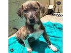 Soy Catahoula Leopard Dog Puppy Male