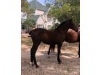 Exceptional bay PRE Andalusian filly available