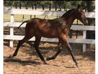 Exceptional bay PRE Andalusian colt bred for dressage