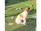Adopt Pixie a Corgi, Jack Russell Terrier