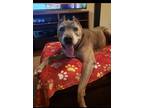 Adopt Eastwood a Pit Bull Terrier