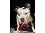 Adopt Cleopatra a Pit Bull Terrier, Staffordshire Bull Terrier