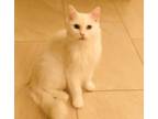 Adopt Camilla a White Turkish Angora (medium coat) cat in Gilbert, AZ (33067818)