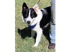 Adopt Guston a White Border Collie / Mixed dog in Cleburne, TX (33067087)