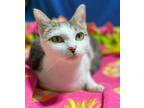 Adopt Abby a Domestic Shorthair / Mixed (short coat) cat in Newnan
