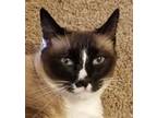 Adopt Kitten a Cream or Ivory (Mostly) Snowshoe / Mixed (short coat) cat in