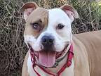 Adopt Jack a Tan/Yellow/Fawn - with White American Staffordshire Terrier / Mixed