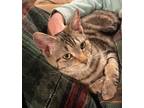 Adopt Venice a Brown Tabby Domestic Shorthair / Mixed cat in Phillipsburg