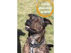 Adopt Duke a Brindle Mixed Breed (Large) / Mixed dog in Walla Walla