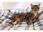 Adopt Cyclone a Brown Tabby Domestic Shorthair (short coat) cat in Red Wing