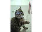Adopt WE ARE ADOPTED..... POPPY & PETUNIA...MAINE COON X'S...FIXED/SHOTS/MICR...