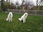 Adopt Yogi and Casey a Great Pyrenees
