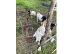 Looking to trade my herd of Nigerian dwarf goats for horse