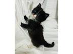 Parker American Shorthair Kitten Male