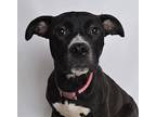 Marbles American Pit Bull Terrier Adult Female