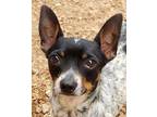 Peanut Toy Fox Terrier Young Male