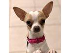 Minnie Chihuahua Adult Female
