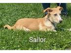 Sailor Labrador Retriever Puppy Female