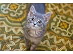 Hodges Domestic Shorthair Kitten Male