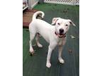 Adopt Casper a White American Staffordshire Terrier / Mixed dog in Snow Hill