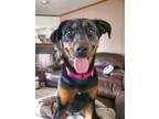 Adopt Ellie a Black - with Tan, Yellow or Fawn Rottweiler / Husky / Mixed dog in