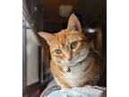 Adopt Ripley a Orange or Red Tabby American Shorthair (short coat) cat in South