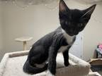 Adopt Ziggy a Black & White or Tuxedo Domestic Shorthair / Mixed cat in Newnan