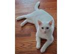 Adopt Ziggy-Zu a White Domestic Shorthair / Mixed (short coat) cat in
