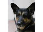 Adopt Kingston a German Shepherd Dog