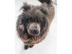 Adopt Stormy a Chow Chow