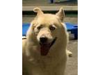 Adopt Eli a White American Eskimo Dog / Husky / Mixed dog in Dana Point