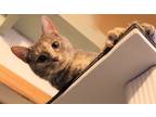 Adopt Billie a Gray, Blue or Silver Tabby Domestic Shorthair (short coat) cat in