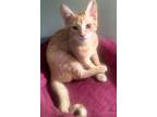 Adopt Kiki a Orange or Red Tabby Domestic Shorthair (short coat) cat in