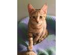 Adopt Peanut a Brown Tabby Domestic Shorthair (short coat) cat in Carlisle