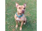 Adopt Tulsa a Tan/Yellow/Fawn American Pit Bull Terrier / Mixed dog in Quincy