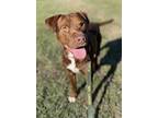 Adopt Jett a Brown/Chocolate American Pit Bull Terrier / Mixed dog in Quincy