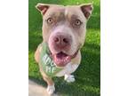 Adopt HUGO a Brown/Chocolate - with White American Staffordshire Terrier / Mixed
