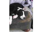 Adopt PUP 4 a Black - with White Labrador Retriever / Mixed dog in San Antonio
