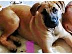 Adopt PUP 2 a Tan/Yellow/Fawn Labrador Retriever / Mixed dog in San Antonio