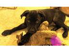 Adopt PUP 1 a Black Labrador Retriever / Mixed dog in San Antonio, TX (33080353)