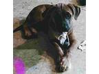 Adopt PUP 3 a Brown/Chocolate Labrador Retriever / Mixed dog in San Antonio