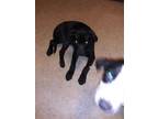 Adopt PUP 6 a Black Labrador Retriever / Mixed dog in San Antonio, TX (33080330)
