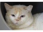 Adopt MR BIG a Orange or Red (Mostly) Snowshoe / Mixed (short coat) cat in