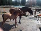 Mare horse for Sale